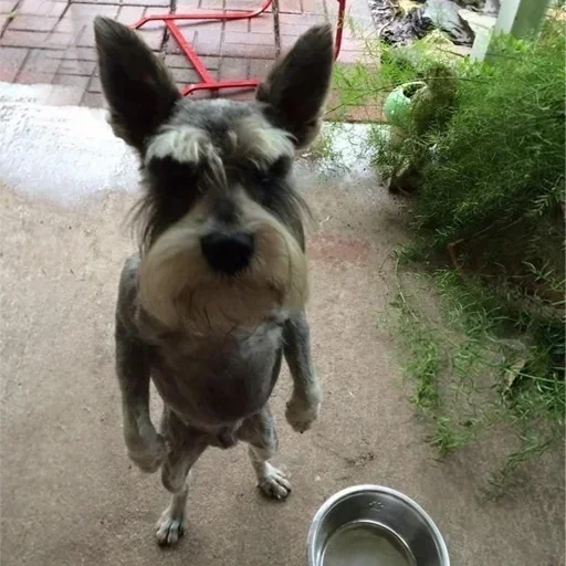 Стикер sweet_pampkin_3_by_erygtrtsbot - 1