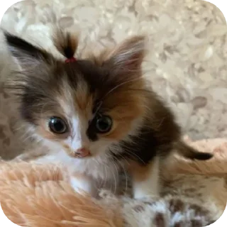 Стикер tangerinovoe - 10