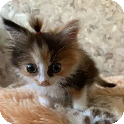 Sticker tvarunku_nltbkm - 1