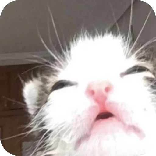 Sticker tvarunku_nltbkm - 1