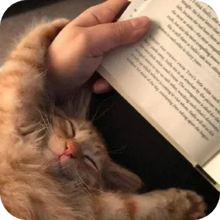 Sticker кицькі від @nltbkmk - 11