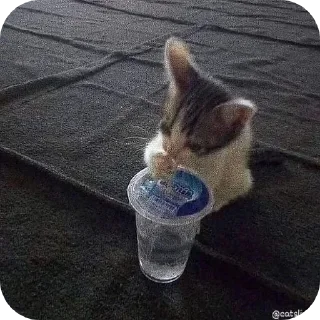 Sticker кицькі від @nltbkmk - 2