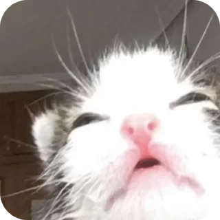 Sticker кицькі від @nltbkmk - 4