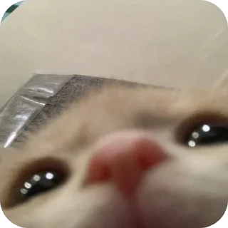 Sticker кицькі від @nltbkmk - 8