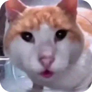 Sticker кицькі від @nltbkmk - 1