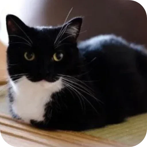 Sticker unico_by_MoiStikiBot - 1