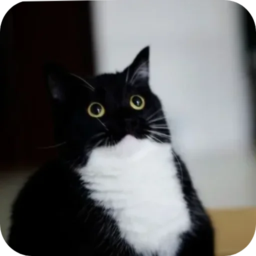 Стикер unico_by_MoiStikiBot - 1