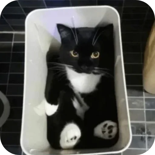 Стикер unico_by_MoiStikiBot - 1