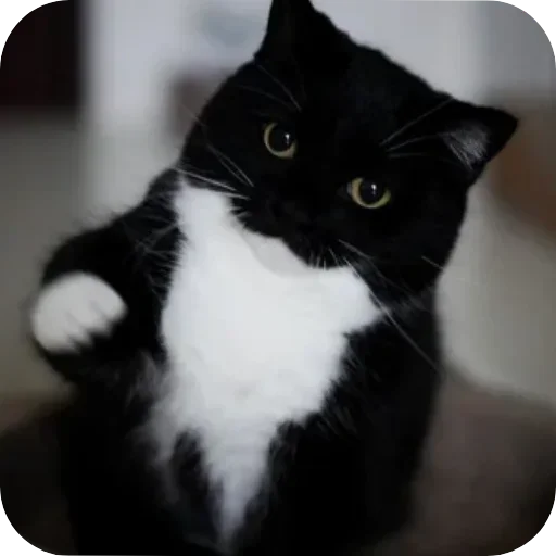 Стикер unico_by_MoiStikiBot - 1