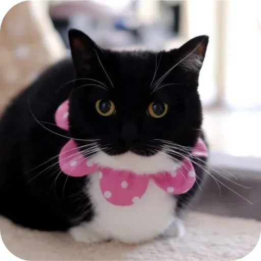 😸unico😸@FemboyBroterhood - 