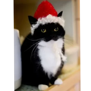 Sticker 😸unico😸@FemboyBroterhood - 0