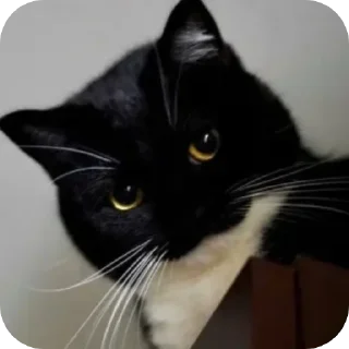 Sticker 😸unico😸@FemboyBroterhood - 8