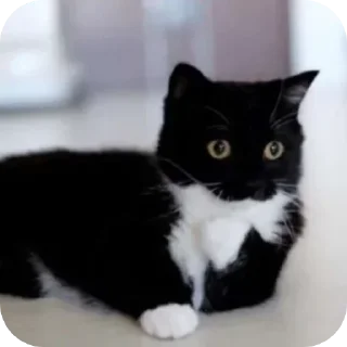 Sticker 😸unico😸@FemboyBroterhood - 10