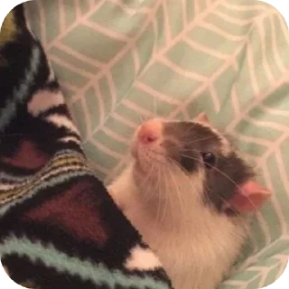 Sticker Хзхзхзхзхз @StickersRusbot - 4