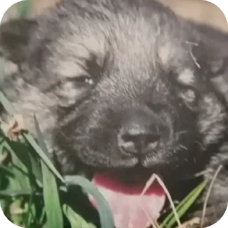 Sticker Гойдус by @EmojiRy_Bot - 2