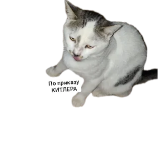 Стикер Скуфепак by @stickplusbot - 4