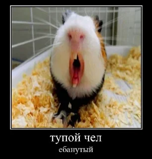 Стикер Ваще хз @MoiStikiBot - 3