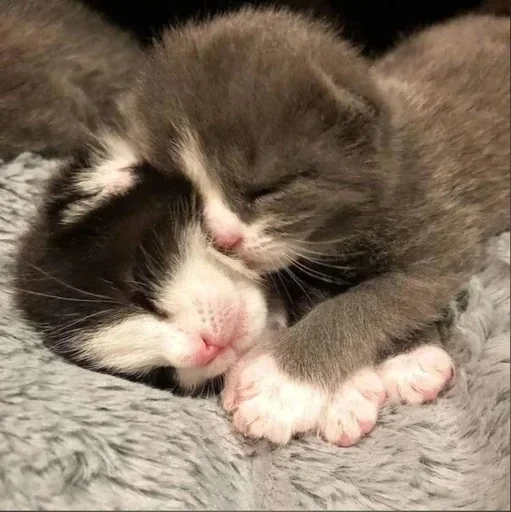 Sticker vi_56494_by_TgEmodziBot - 1