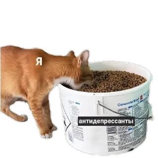 Стикер vidjakova - 11