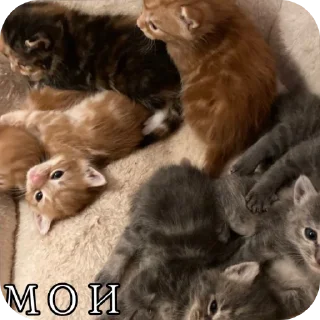 Sticker всё будет хорошо @TgEmodziBot - 8