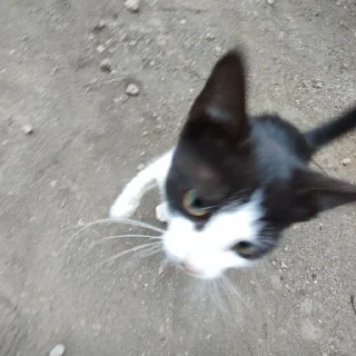 Sticker димон покемон - 2