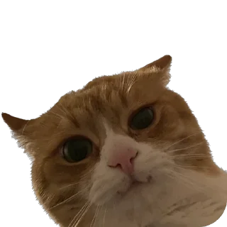 Стикер www - 7