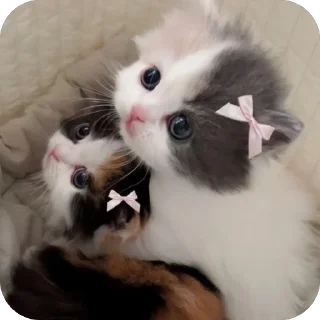 Стикер www - 4