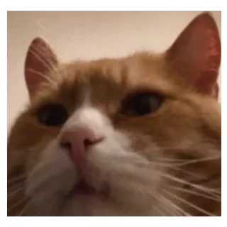 Стикер www - 11