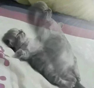 Стикер www - 0