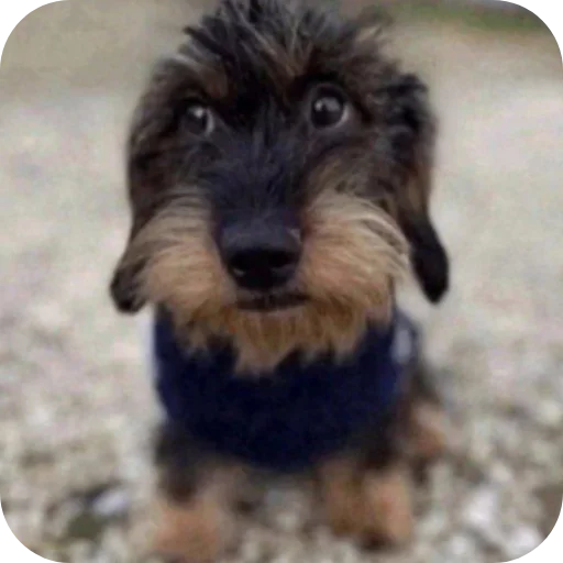 Sticker xuzusiisiidid_by_TgEmodziBot - 1