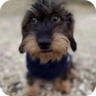 Sticker Яна члене @xuzusiisiidid - 10