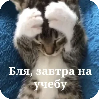 Стикер Больше стиков тут: @stikery4 - 7