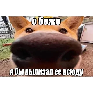 Sticker Бредни макарека - 4