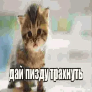 Sticker Бредни макарека - 3