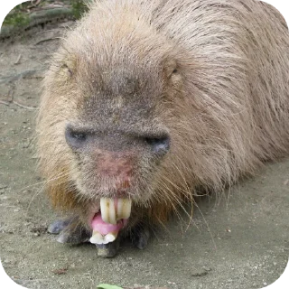 Sticker А4 тупое животное - 11