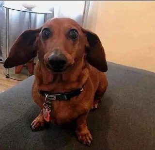 dog breed mammal dog