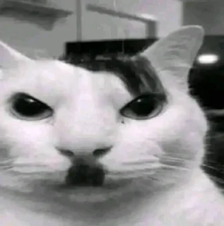 Sticker Animalo - 10