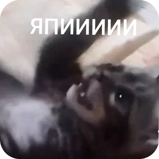 Стикер AAAAAAAABILKA - 1