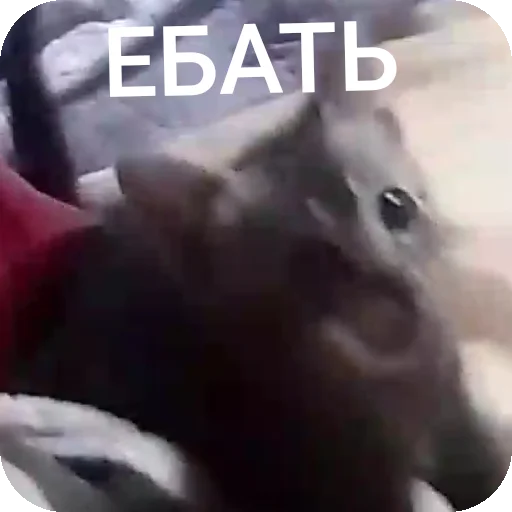 Sticker AAAAAAAABILKA - 1