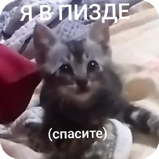 Sticker АААААА ААБИЛКА - 6