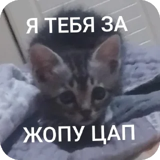 Sticker АААААА ААБИЛКА - 4