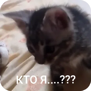 Sticker АААААА ААБИЛКА - 11