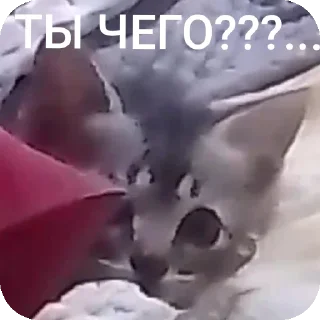 Sticker АААААА ААБИЛКА - 2