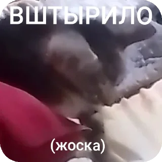 Sticker АААААА ААБИЛКА - 7