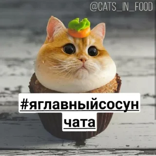 СМС домашняя кошка млекопитающее