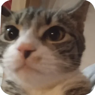 Sticker АБОБА - 8