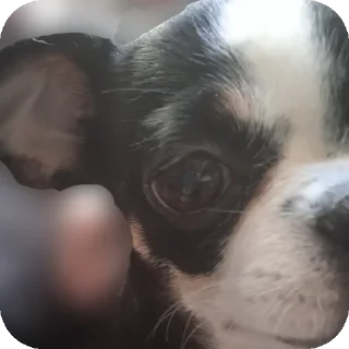 Sticker АБОБА - 3