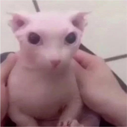 Sticker ADhoZEW_by_achestickbot - 1