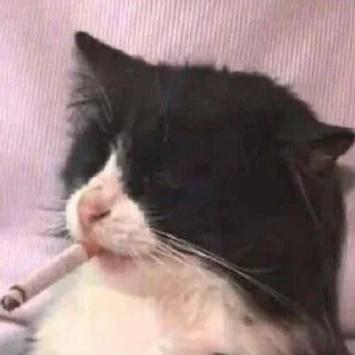 Sticker Больше стиков тут: @stikery4 - 5