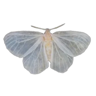 Sticker AEsthetic - 1